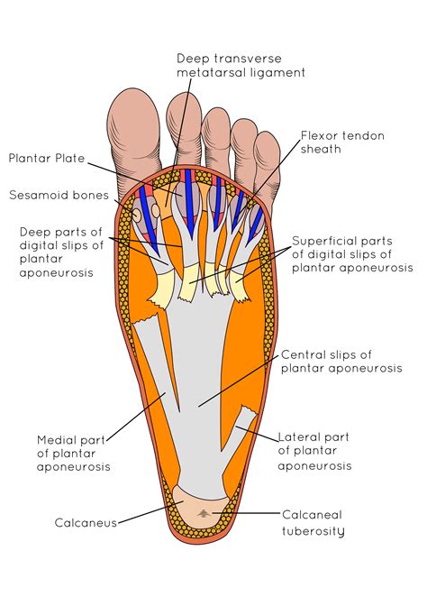 plantar fasciitis foot anatomy